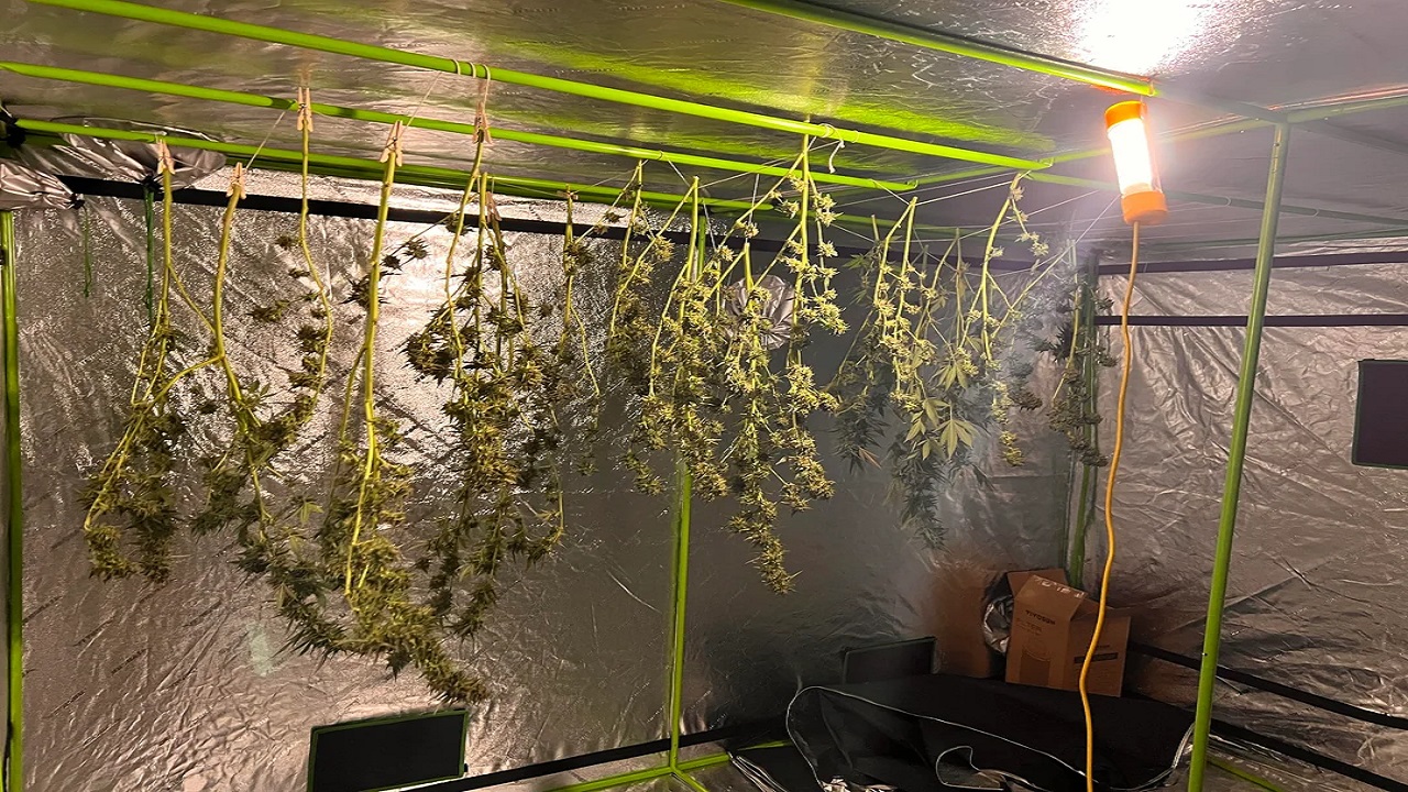 Why Your Grow Tent Needs a Dehumidifier to Prevent Crop Loss